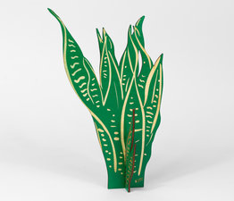 Sansevieria