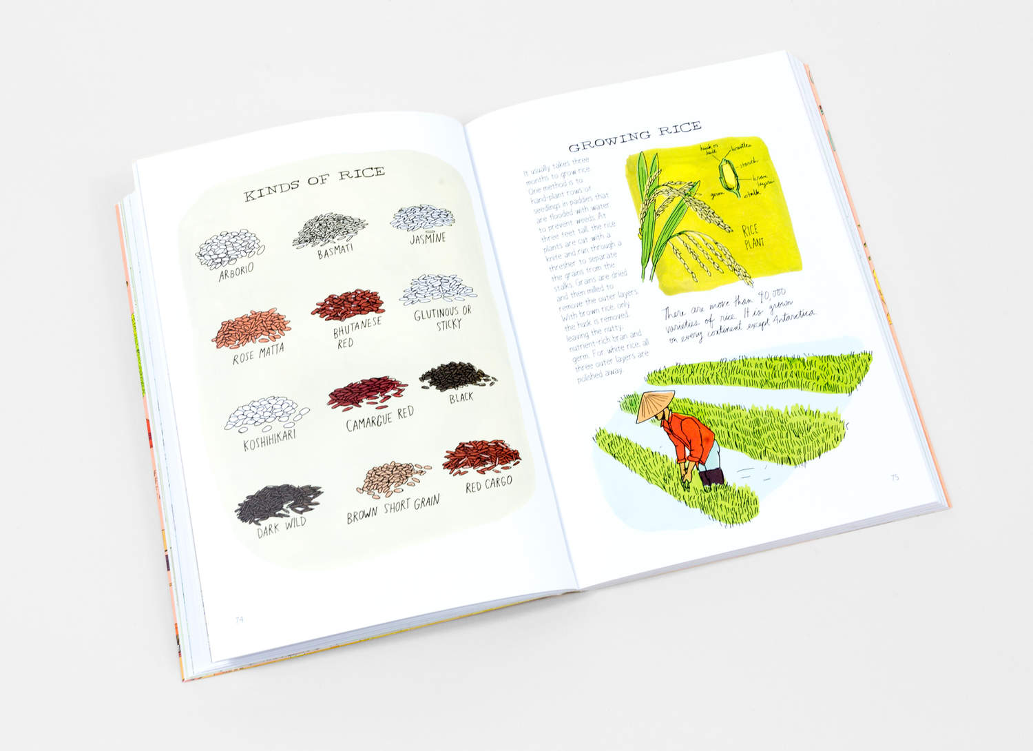 Julia Rothman - Food Anatomy at buyolympia.com