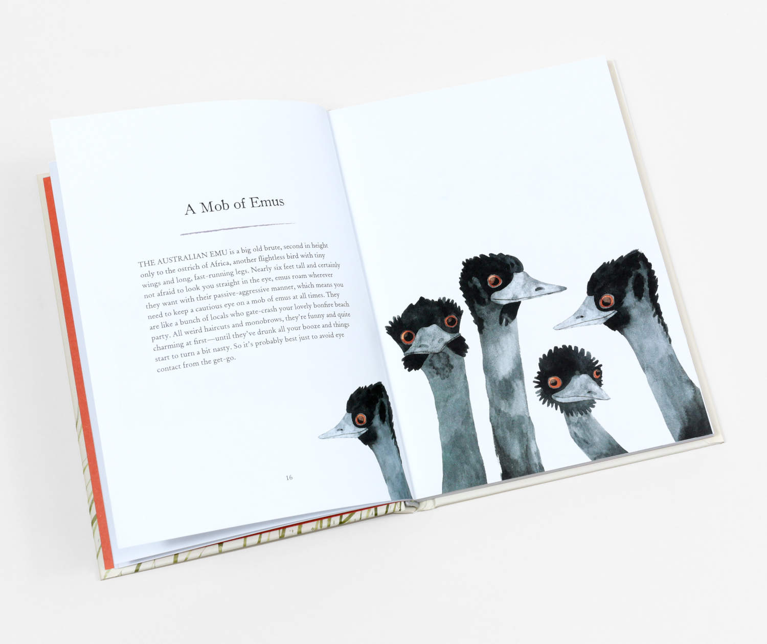 Matt Sewell A Charm of Goldfinches and Other Wild Gatherings at